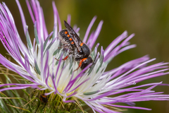 Pseudoanthidium canariense
