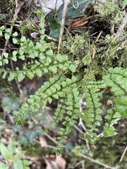 Asplenium viride image