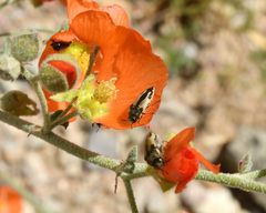 Acmaeodera latiflava latiflava