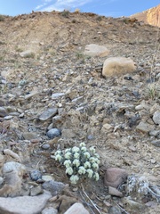 Eriogonum shockleyi