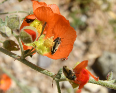 Acmaeodera latiflava latiflava