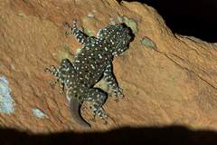 Ptyodactylus puiseuxi