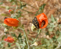 Acmaeodera cuneata