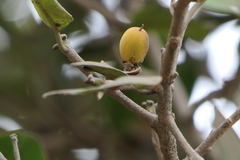 Manilkara hexandra