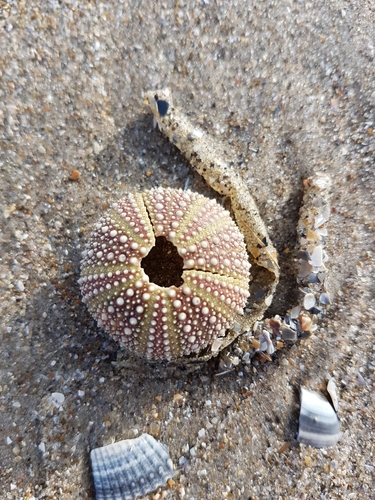 Green Sea Urchin, photo 3 of 10