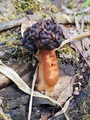 Gyromitra longipes
