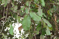 Manilkara hexandra