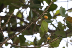 Manilkara hexandra