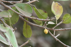 Manilkara hexandra