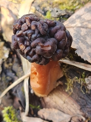 Gyromitra longipes