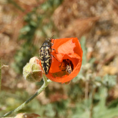 Acmaeodera cuneata