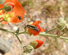 Acmaeodera latiflava latiflava