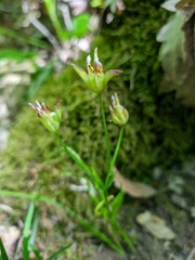 Gagea chrysantha