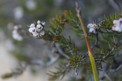 Erica tenuis
