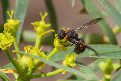 Ancistrocerus haematodes