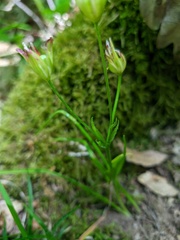 Gagea chrysantha