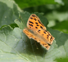 Polygonia c-aureum