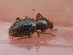 Barypeithes pellucidus