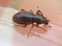 Barypeithes pellucidus