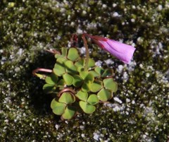 Oxalis commutata concolor