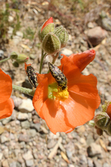 Acmaeodera cuneata