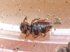 Barypeithes pellucidus