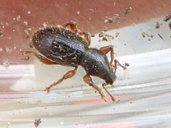 Barypeithes pellucidus