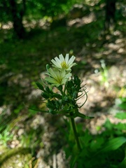 Lactuca hispida
