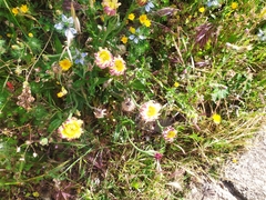 Urospermum dalechampii