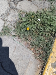 Taraxacum officinale