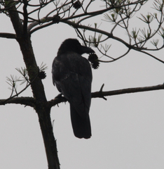 Corvus macrorhynchos