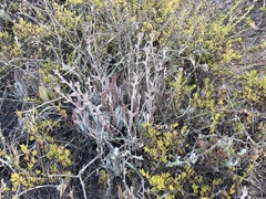 Dudleya attenuata attenuata