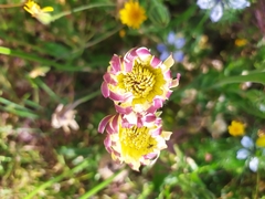 Urospermum dalechampii