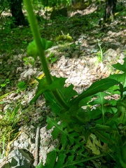 Lactuca hispida