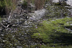 Oxalis commutata concolor