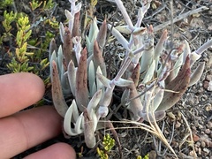Dudleya attenuata attenuata