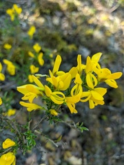 Genista verae