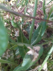 Urospermum dalechampii