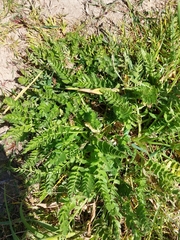 Petroselinum segetum