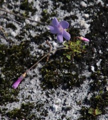 Oxalis commutata concolor