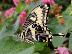 Papilio ophidicephalus