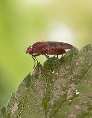 Suillia variegata