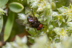 Rondania insularis