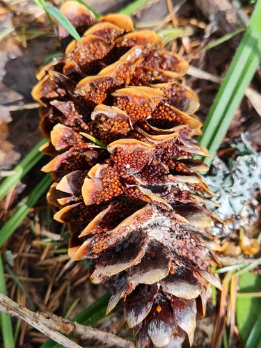 Cherry-Spruce Rust