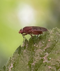 Suillia variegata