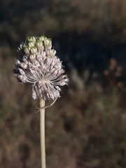 Allium guttatum