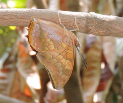 Charaxes psaphon