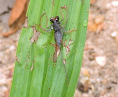 Thelyphonus sepiaris