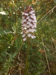 Orchis purpurea