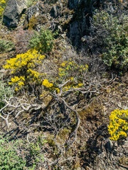 Genista verae